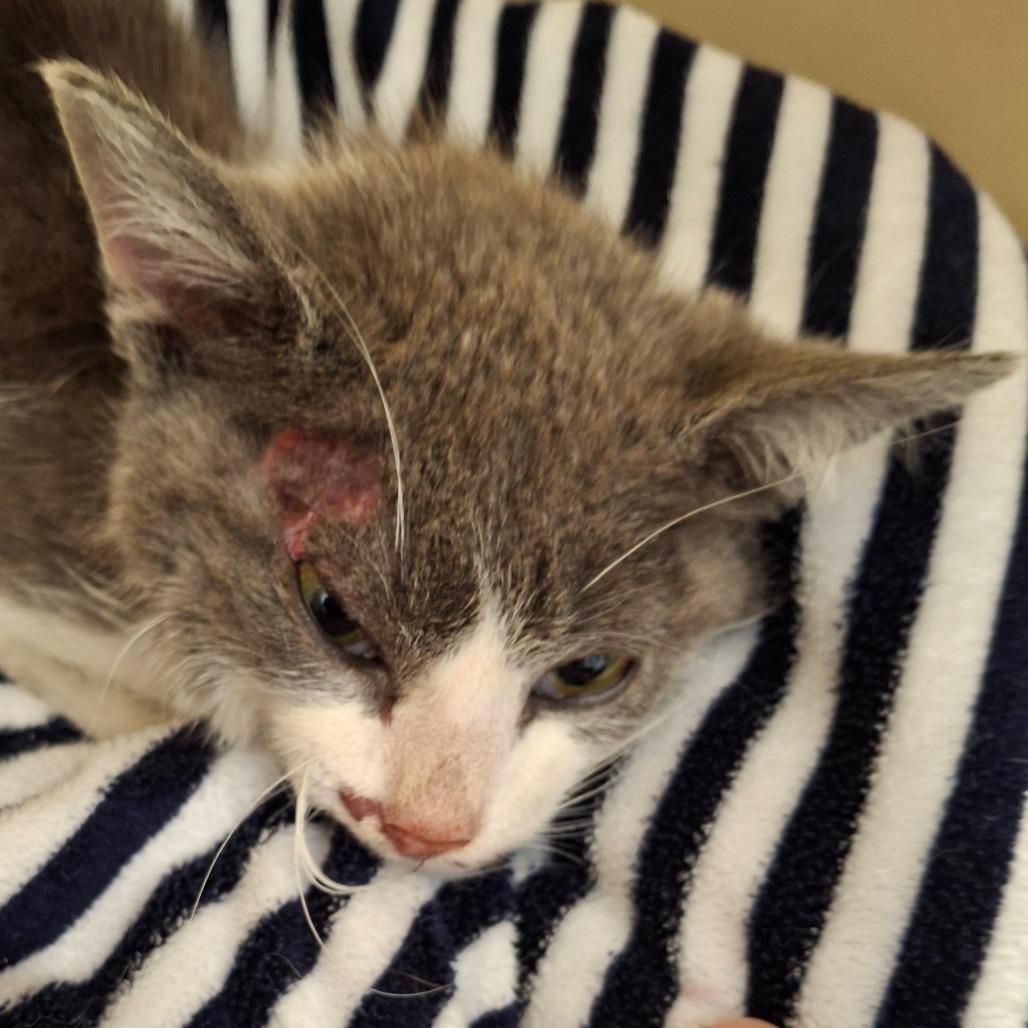 Bo Bo, Adoptable, Young Male Domestic Short Hair.