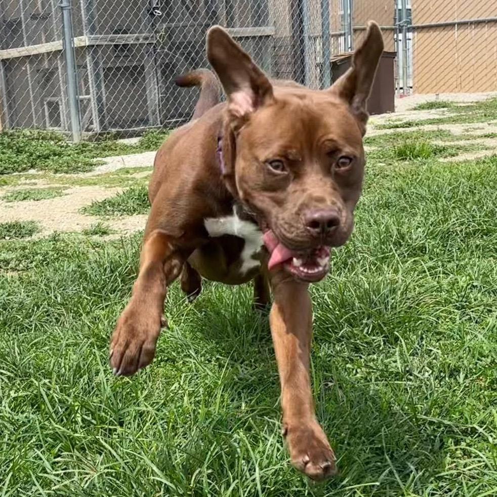 Sugar, a Adoptable mixed breed in Mount Vernon, IN image 1/6