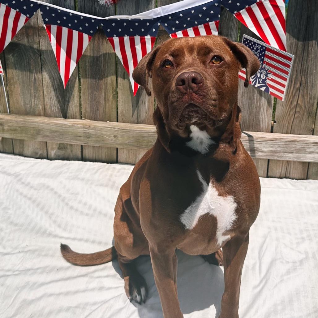 Enlarge Sugar, a Adoptable mixed breed in Mount Vernon, IN image 2/6