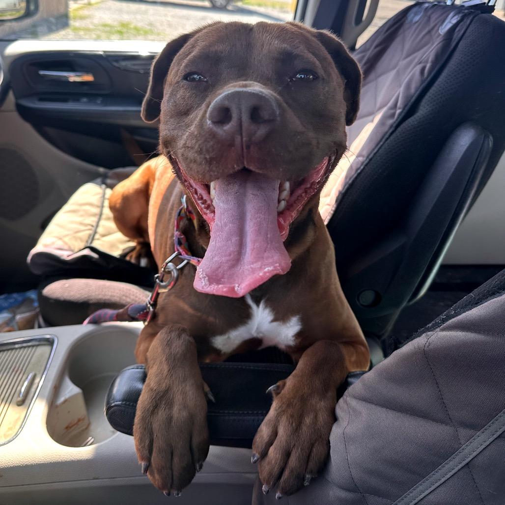 Enlarge Sugar, a Adoptable mixed breed in Mount Vernon, IN image 2/6