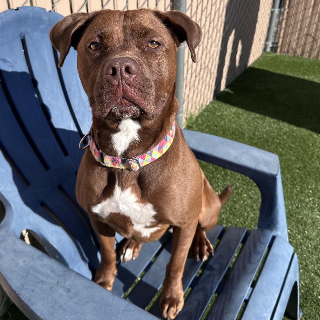 Enlarge Sugar, a Adoptable mixed breed in Mount Vernon, IN image 4/6
