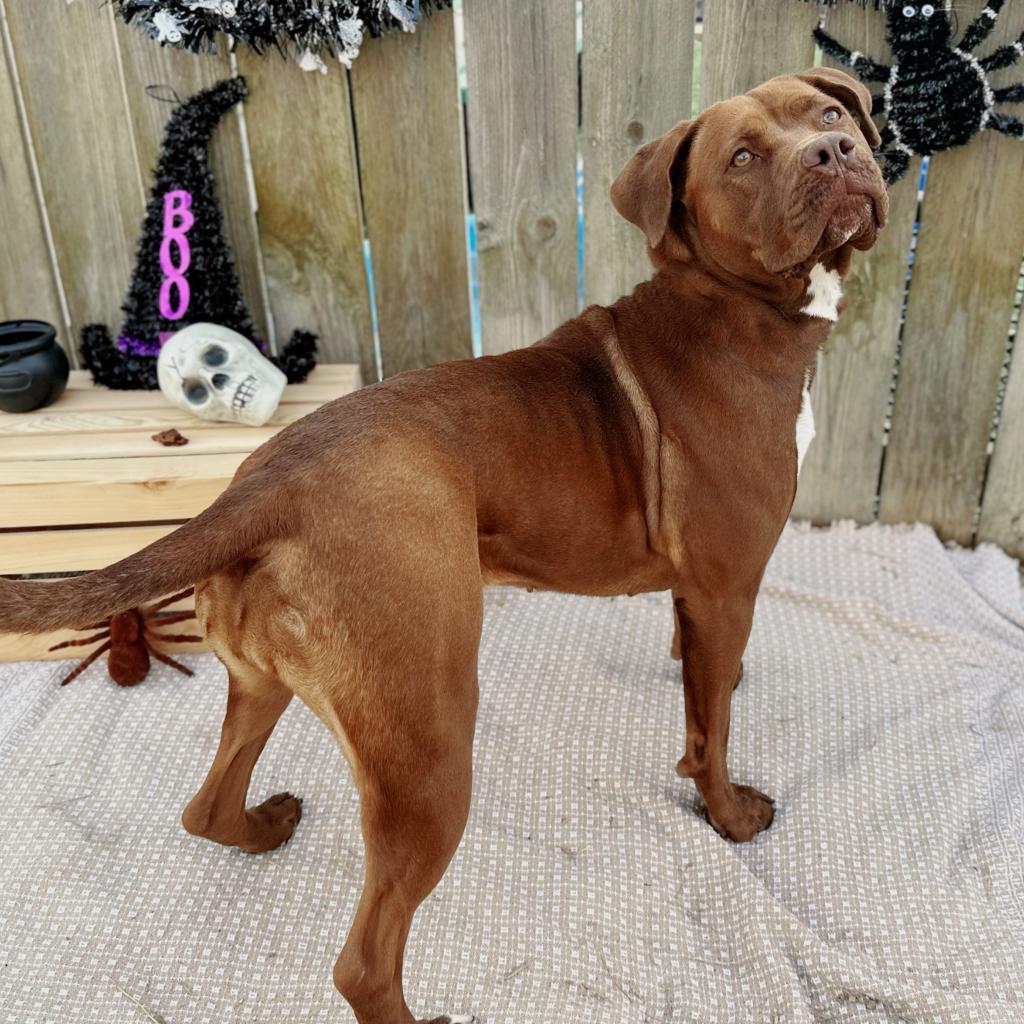 Sugar, a Adoptable mixed breed in Mount Vernon, IN image 3/6