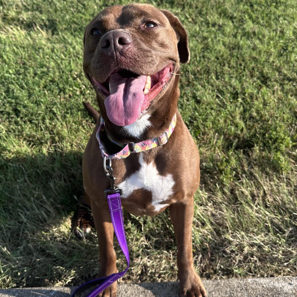 Enlarge Sugar, a Adoptable mixed breed in Mount Vernon, IN image 4/6