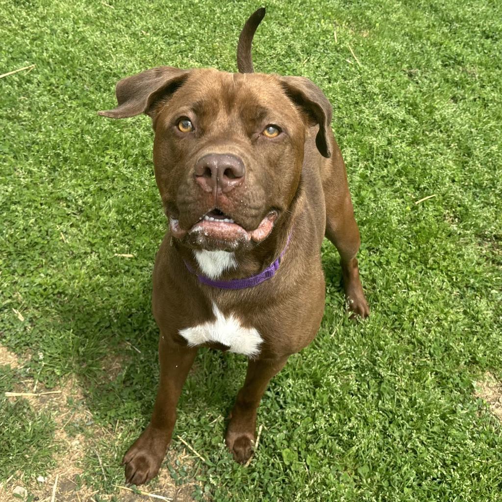 Sugar, a Adoptable mixed breed in Mount Vernon, IN image 4/6