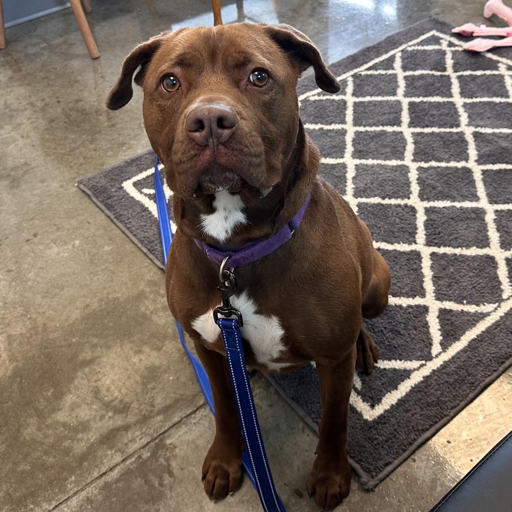 Enlarge Sugar, a Adoptable mixed breed in Mount Vernon, IN image 4/6