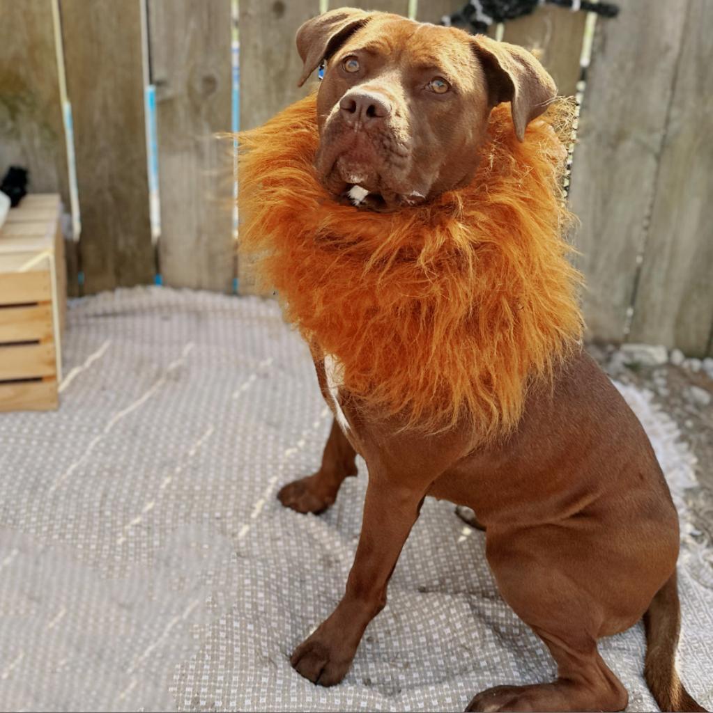 Enlarge Sugar, a Adoptable mixed breed in Mount Vernon, IN image 5/6