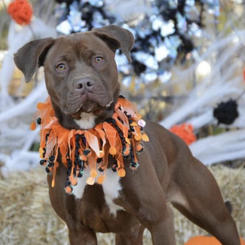 Enlarge Sugar, a Adoptable mixed breed in Mount Vernon, IN image 6/6