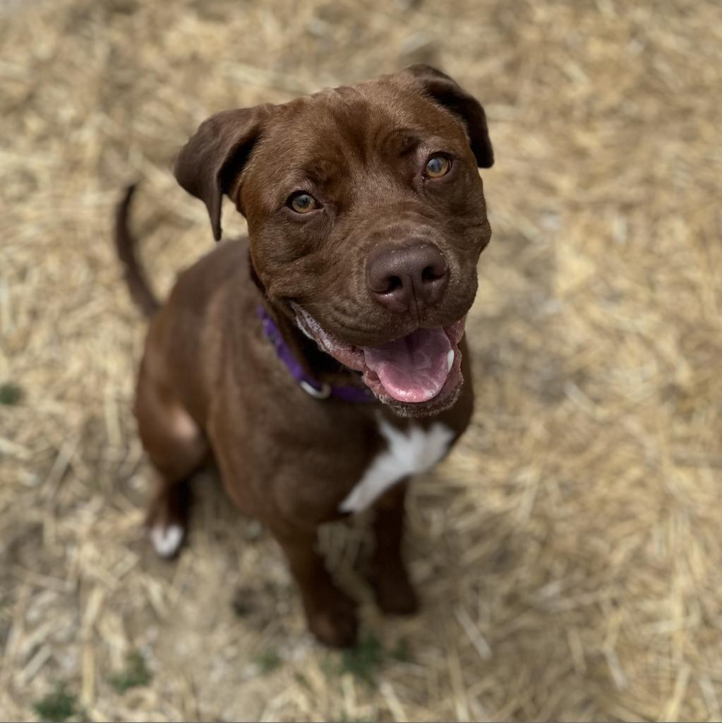 Sugar, a Adoptable mixed breed in Mount Vernon, IN image 6/6