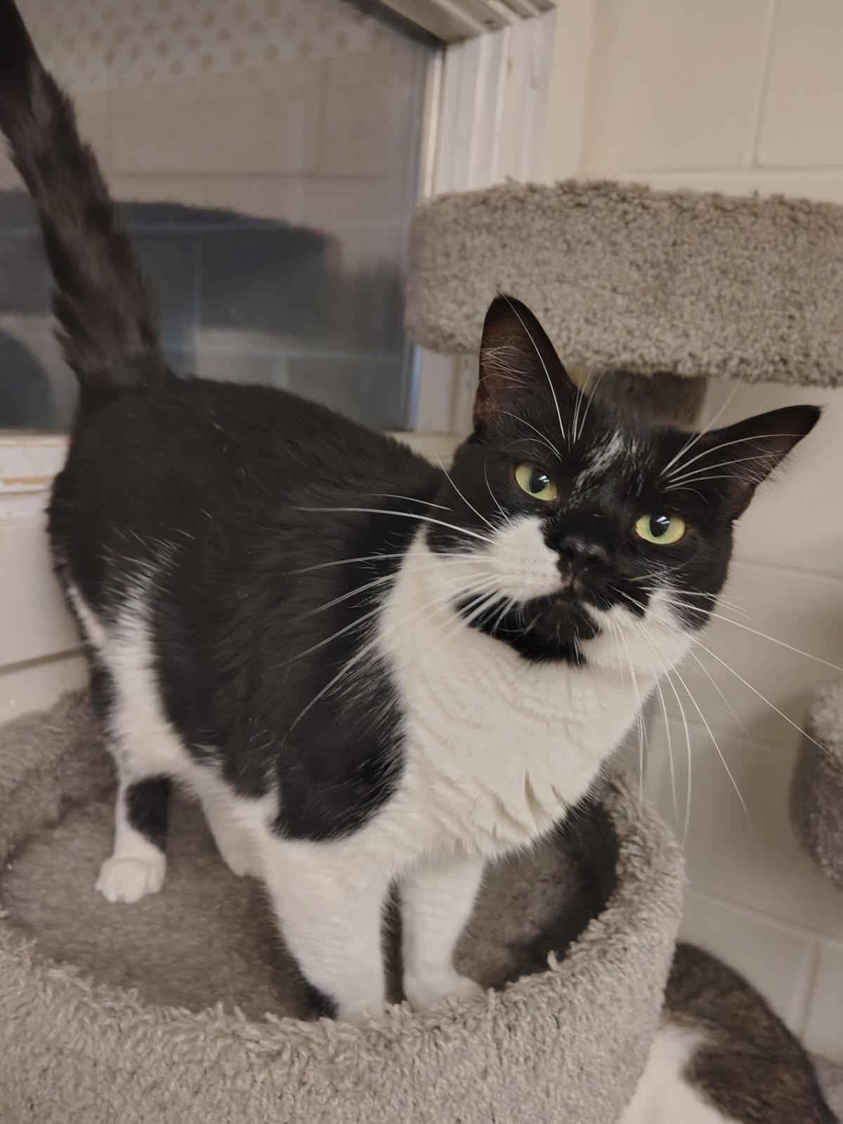 Juliet, ADOPTABLE, Young Female American Shorthair.