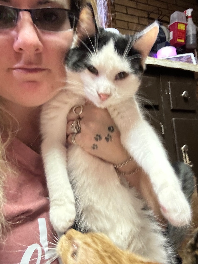 Sushi , Adoptable, Young Male Domestic Short Hair.