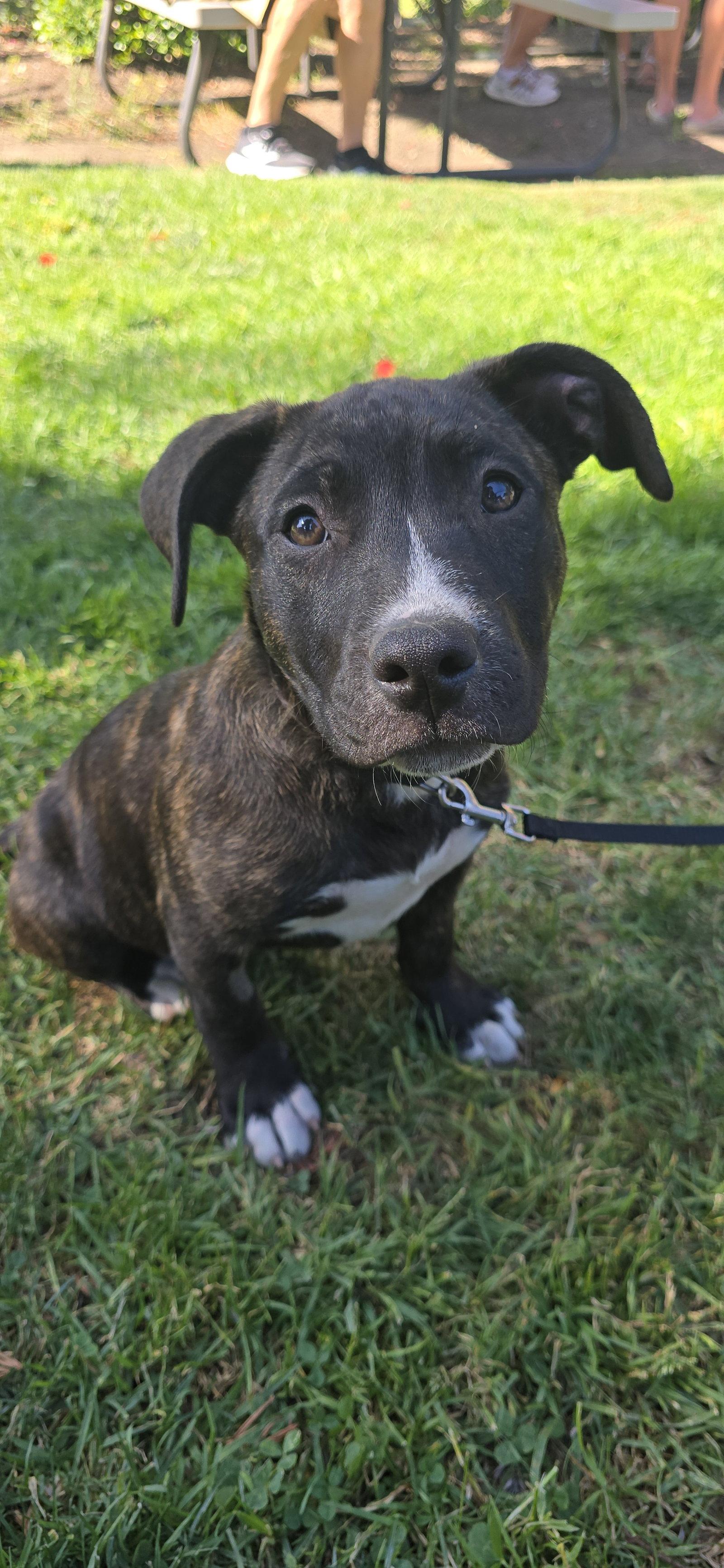 Nova, Adoptable, Young Male Pit Bull Terrier.