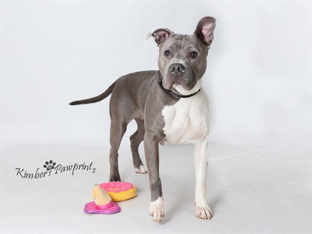 JOJO, Adoptable, Adult Female Boxer & Mixed Breed.