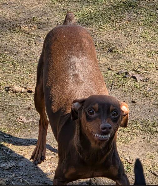 Enlarge Chanel, a ADOPTABLE Miniature Pinscher in Hazelwood, MO image 4/5