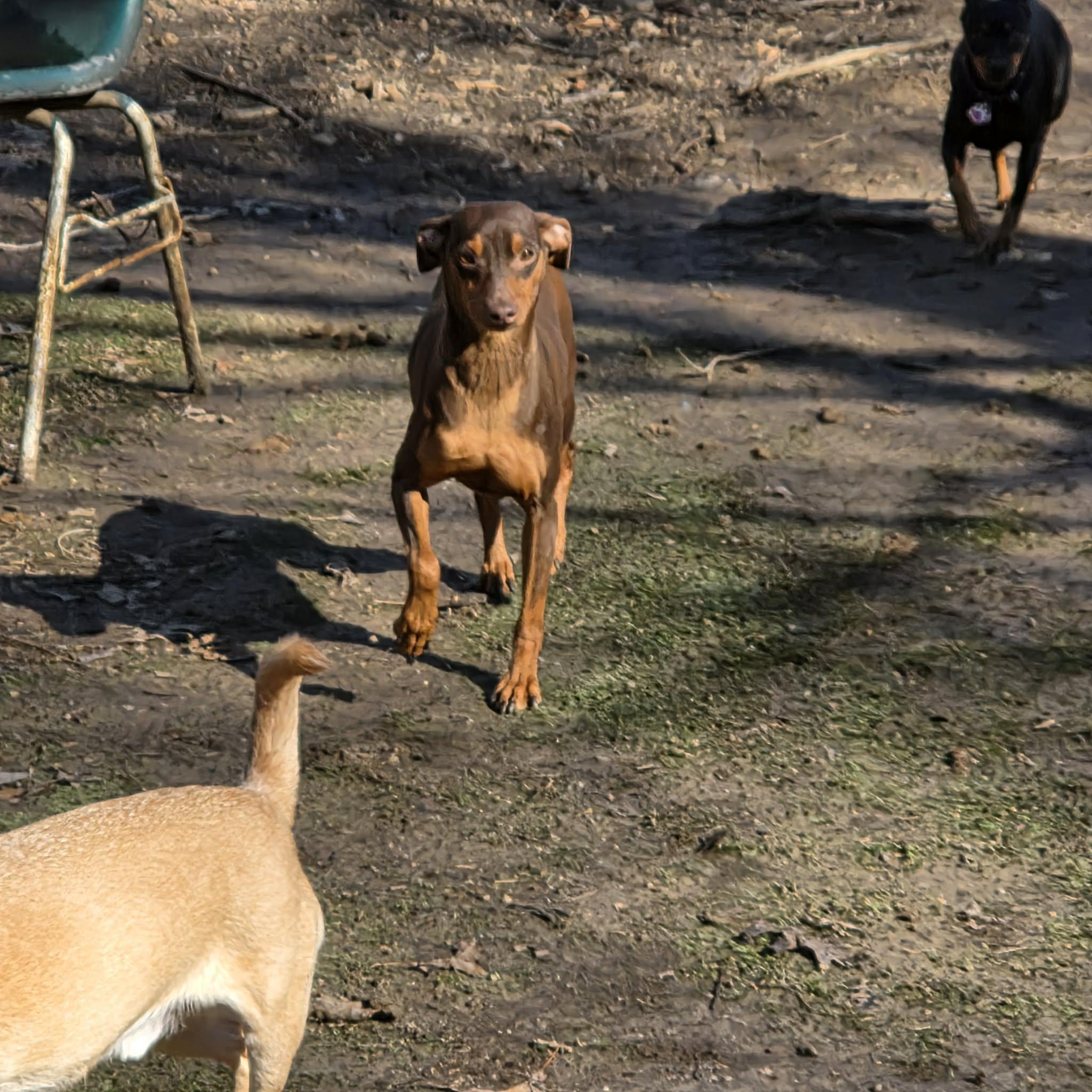 Enlarge Chanel, a ADOPTABLE Miniature Pinscher in Hazelwood, MO image 3/5