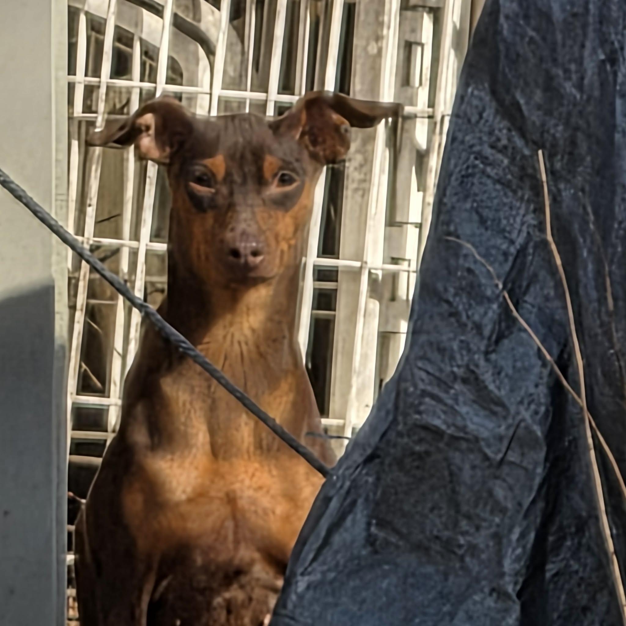 Enlarge Chanel, a ADOPTABLE Miniature Pinscher in Hazelwood, MO image 2/5