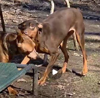 Enlarge Chanel, a ADOPTABLE Miniature Pinscher in Hazelwood, MO image 5/5