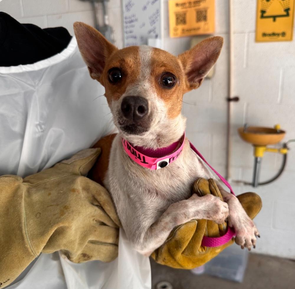 Trina, Adoptable, Adult Female Chihuahua & Mixed Breed.