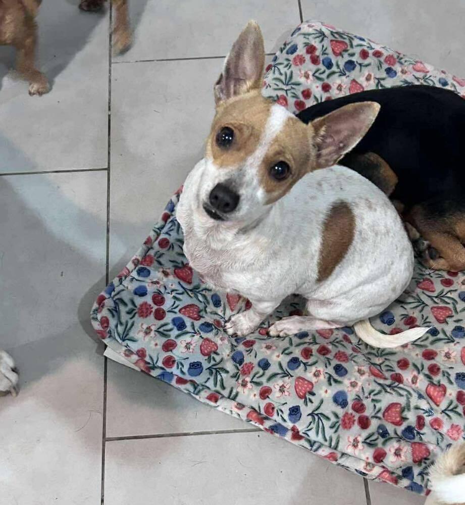 Enlarge Trina, a Adoptable mixed breed in Saugus, MA image 3/4