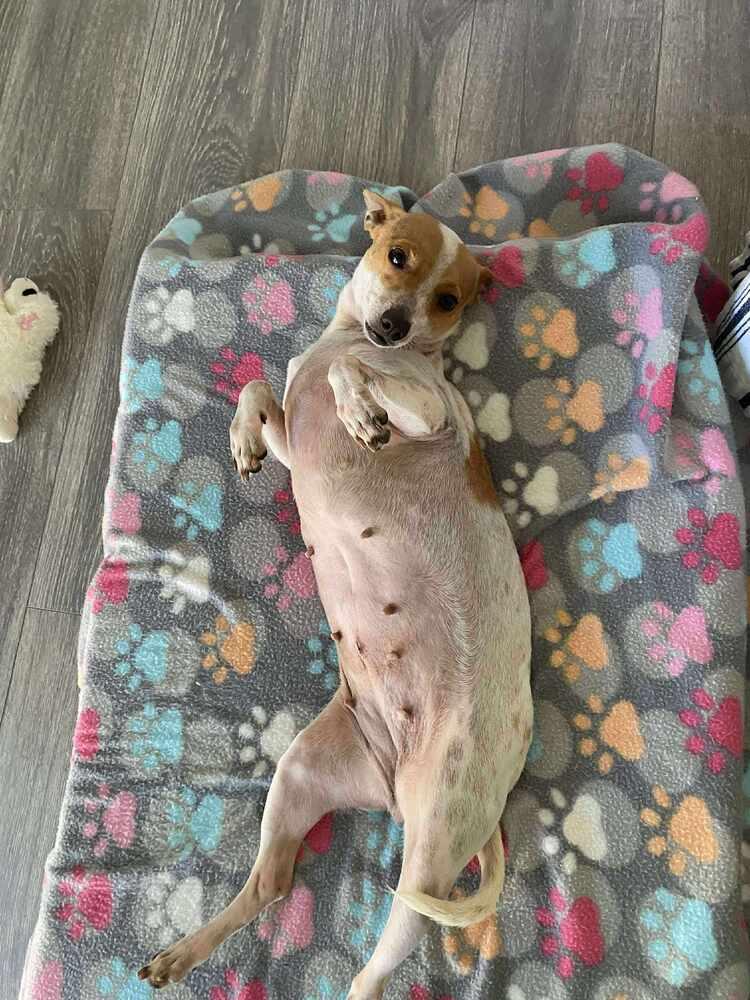 Enlarge Trina, a Adoptable mixed breed in Saugus, MA image 4/4