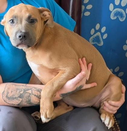 Fleur, Adoptable, Puppy Female Pit Bull Terrier & Mixed Breed.
