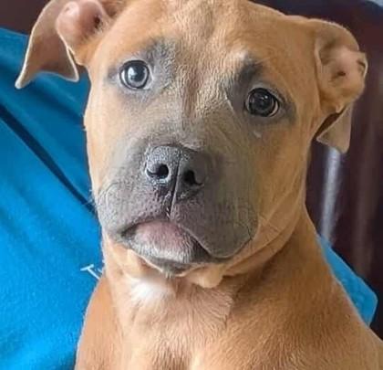 Enlarge Fleur, a Adoptable mixed breed in La Harpe, KS image 2/3