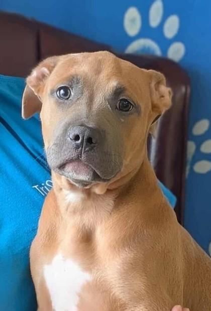 Enlarge Fleur, a Adoptable mixed breed in La Harpe, KS image 5/6