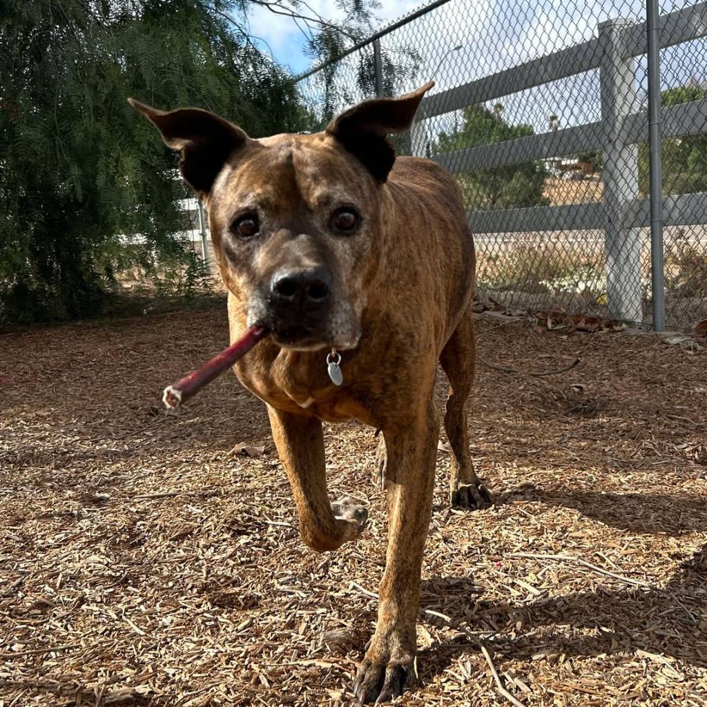 Enlarge Bison, a Adoptable Pit Bull Terrier in Ramona, CA image 1/6