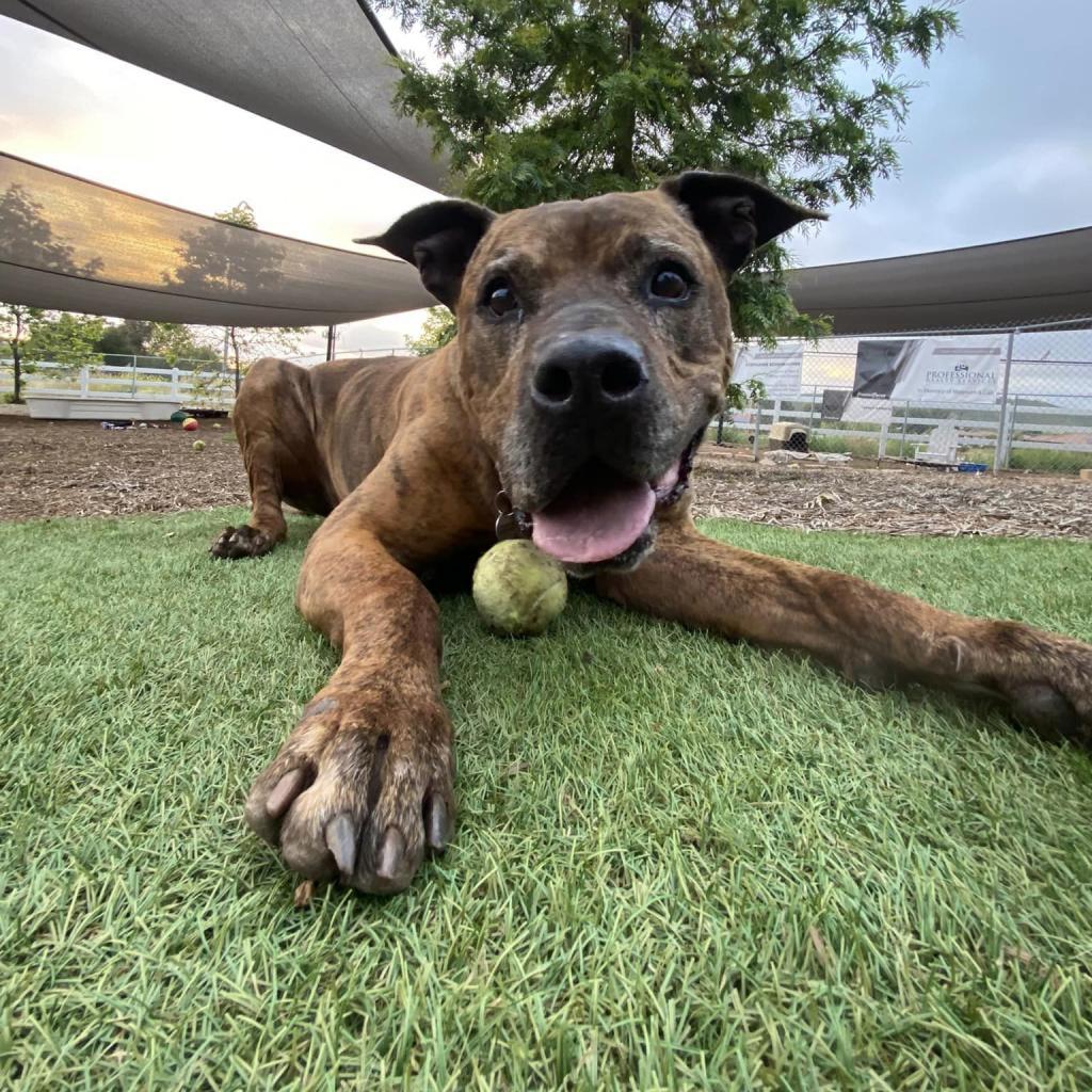 Enlarge Bison, a Adoptable Pit Bull Terrier in Ramona, CA image 2/6