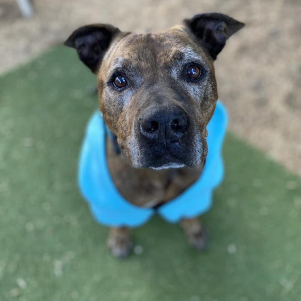 Enlarge Bison, a Adoptable Pit Bull Terrier in Ramona, CA image 3/6