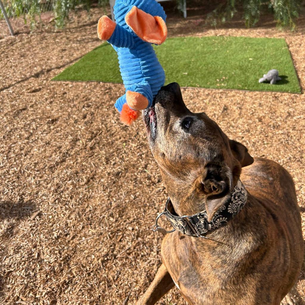 Enlarge Bison, a Adoptable Pit Bull Terrier in Ramona, CA image 5/6