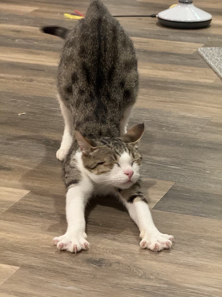 Enlarge Ethan, a Adoptable American Shorthair in Charlotte, NC image 6/6