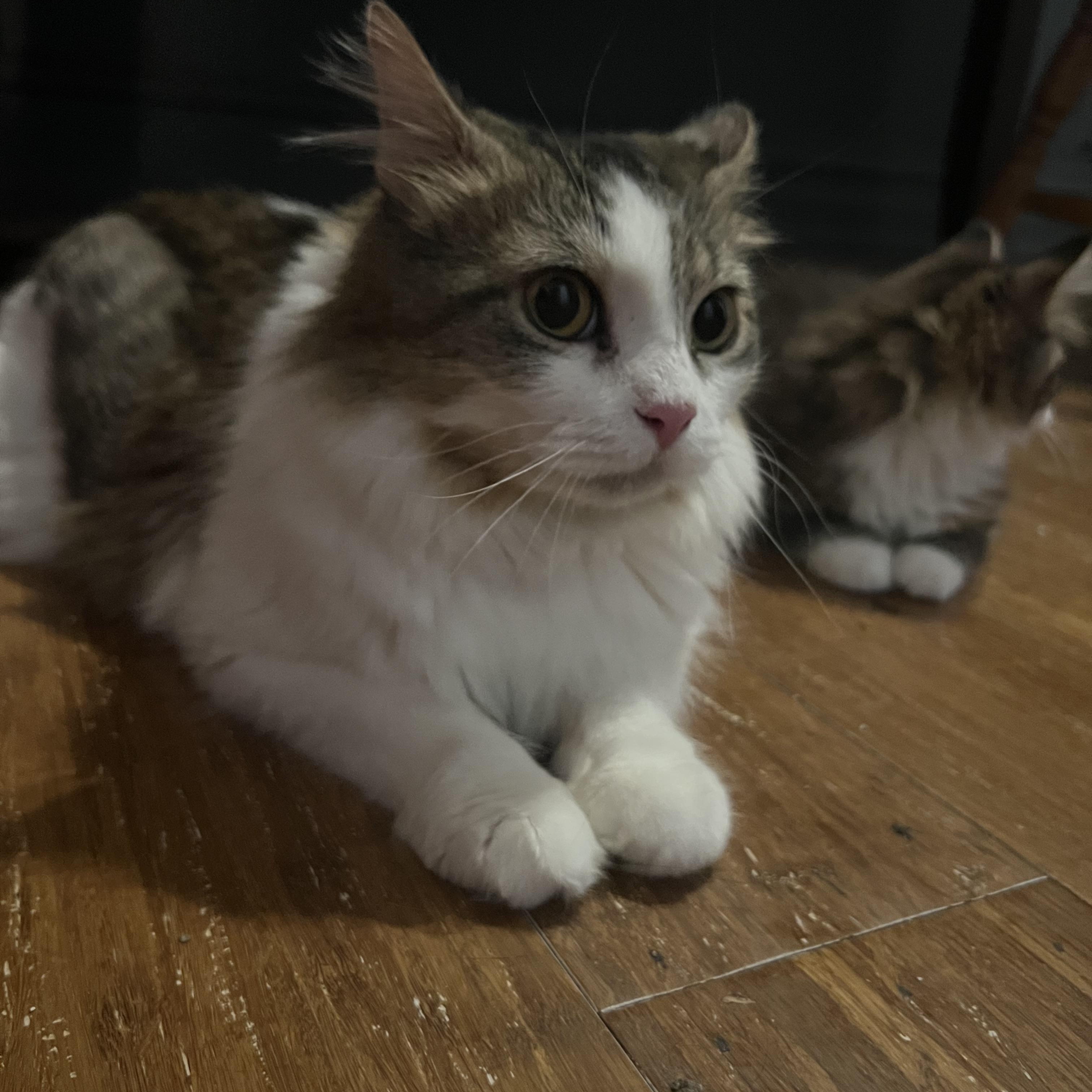 Enlarge Mina, a Adoptable Domestic Short Hair in Kenhorst, PA image 1/1