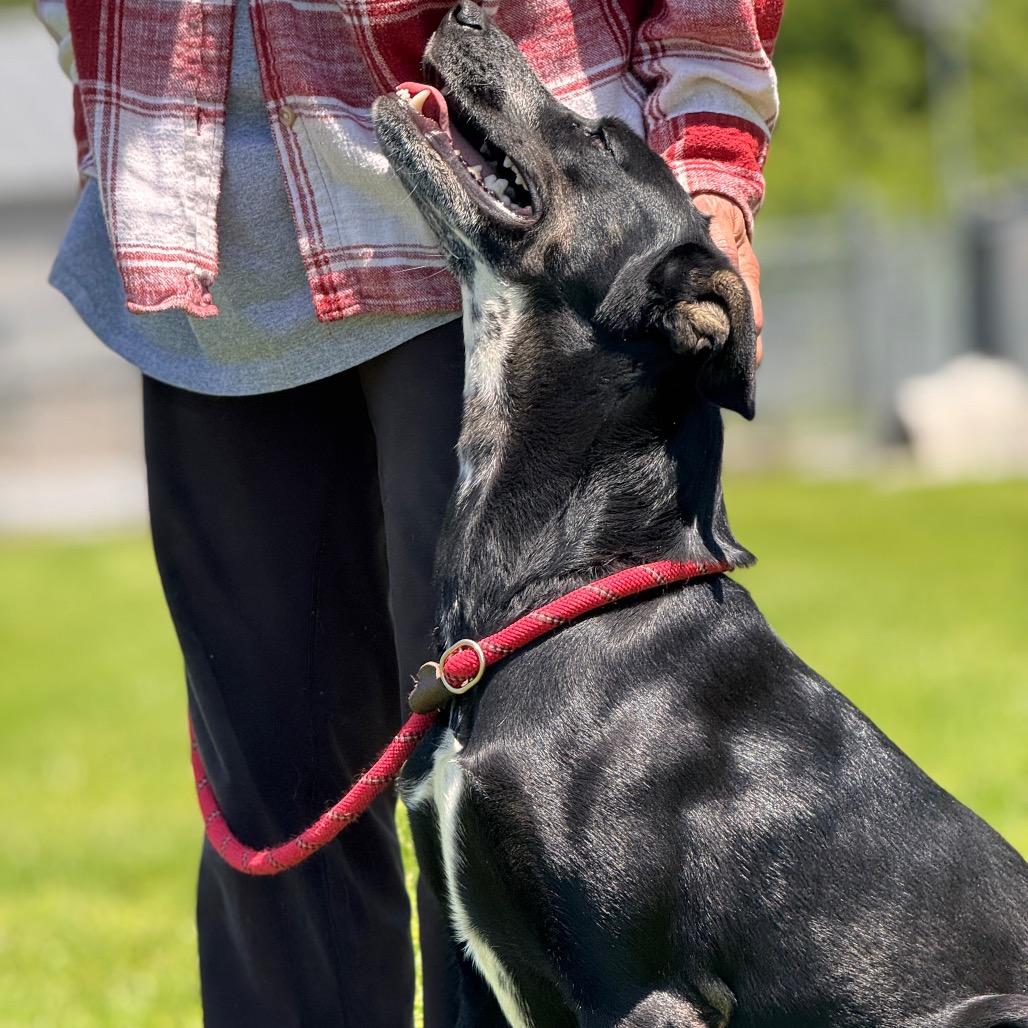 Daisy, Adoptable, Adult Female Mountain Cur & Black Labrador Retriever.