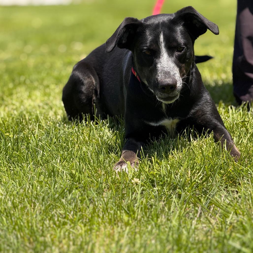 Enlarge Daisy, a Adoptable mixed breed in Morganfield, KY image 2/6