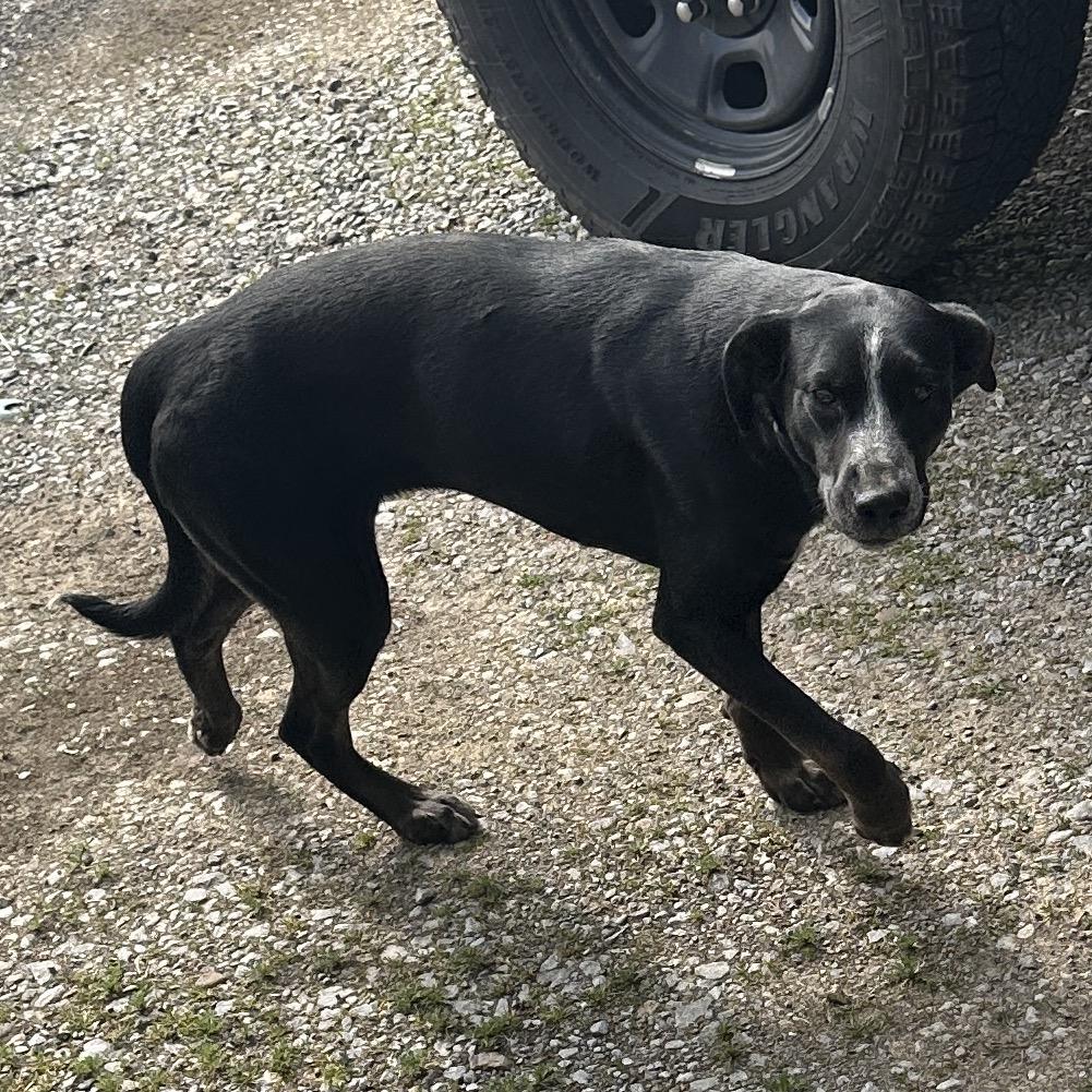 Enlarge Daisy, a Adoptable mixed breed in Morganfield, KY image 3/6