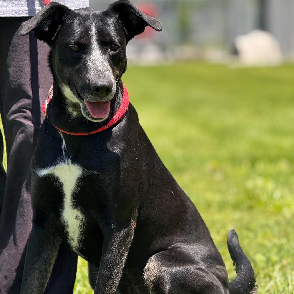 Enlarge Daisy, a Adoptable mixed breed in Morganfield, KY image 4/6
