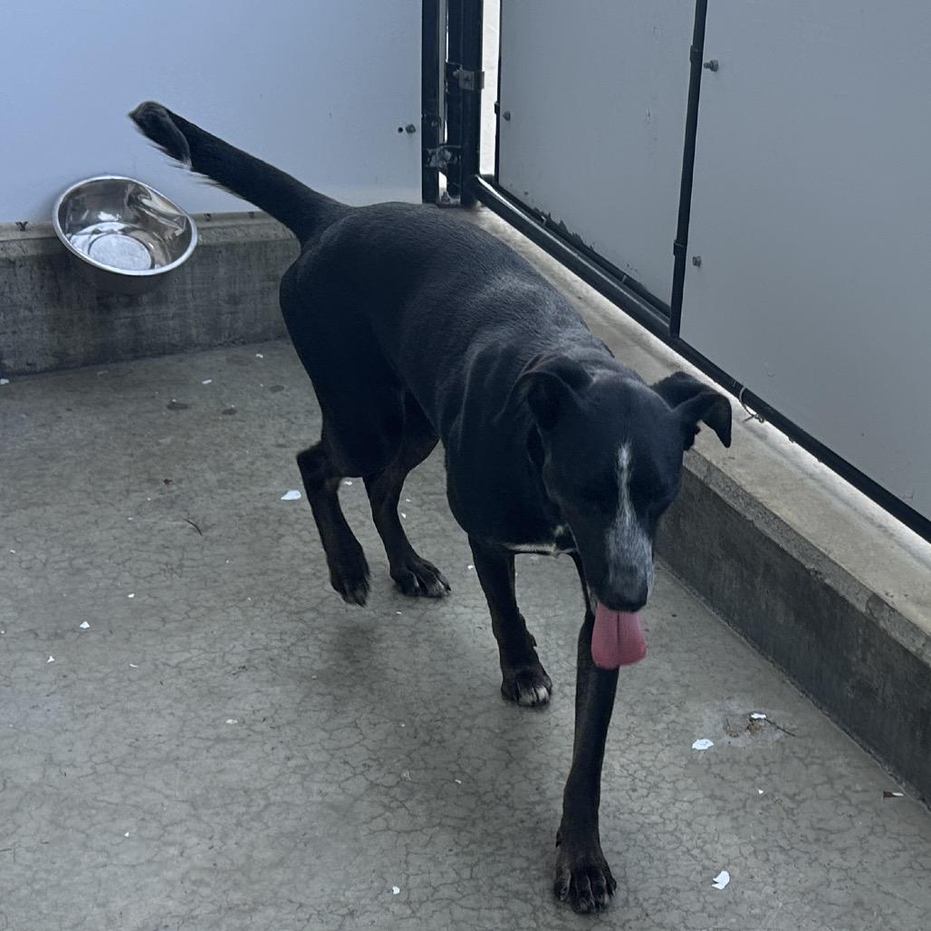 Enlarge Daisy, a Adoptable mixed breed in Morganfield, KY image 5/6