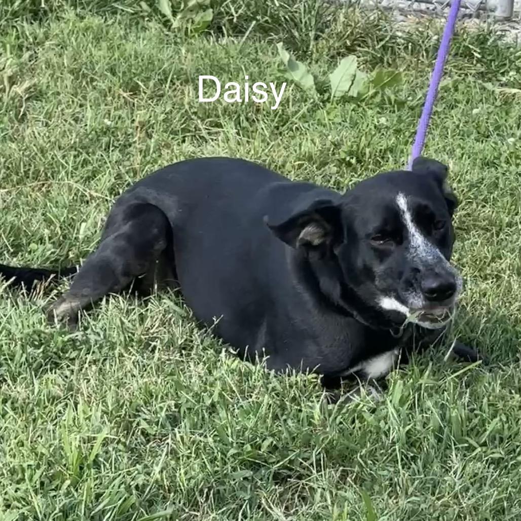 Enlarge Daisy, a Adoptable mixed breed in Morganfield, KY image 6/6