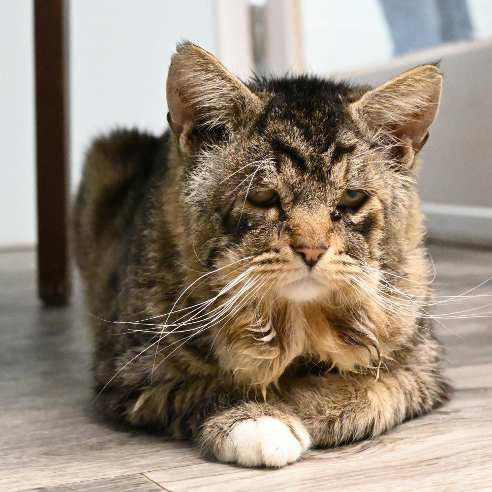 Pippen, Adoptable, Adult Male Domestic Short Hair.