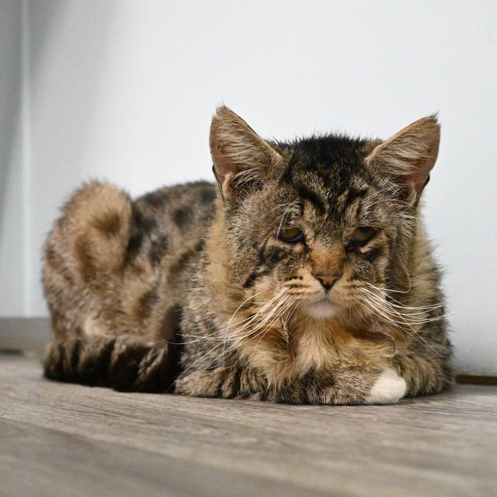 Enlarge Pippen, a Adoptable Domestic Short Hair in Mobile, AL image 2/5