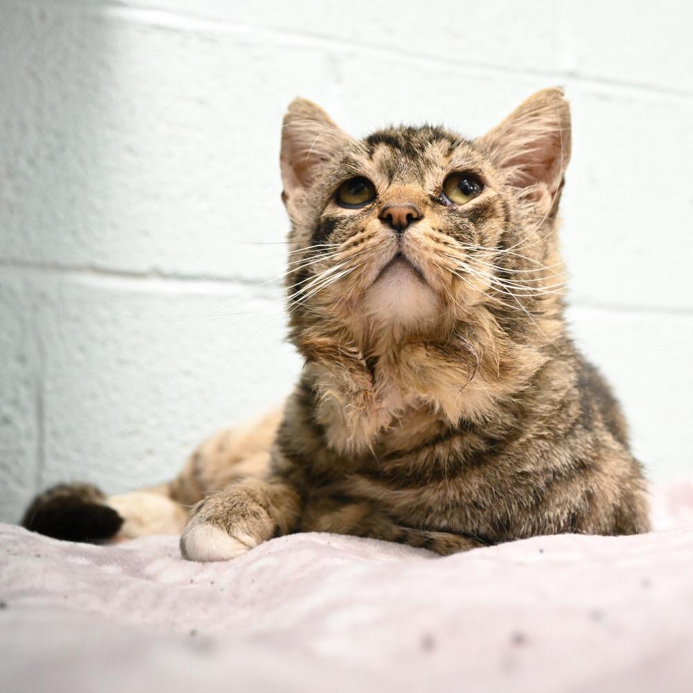 Enlarge Pippen, a Adoptable Domestic Short Hair in Mobile, AL image 3/5