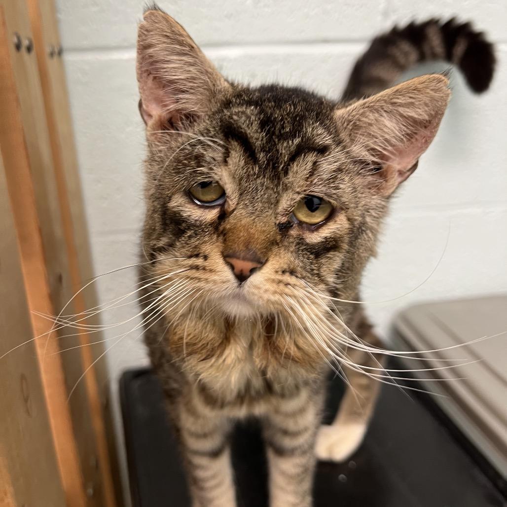 Enlarge Pippen, a Adoptable Domestic Short Hair in Mobile, AL image 4/5