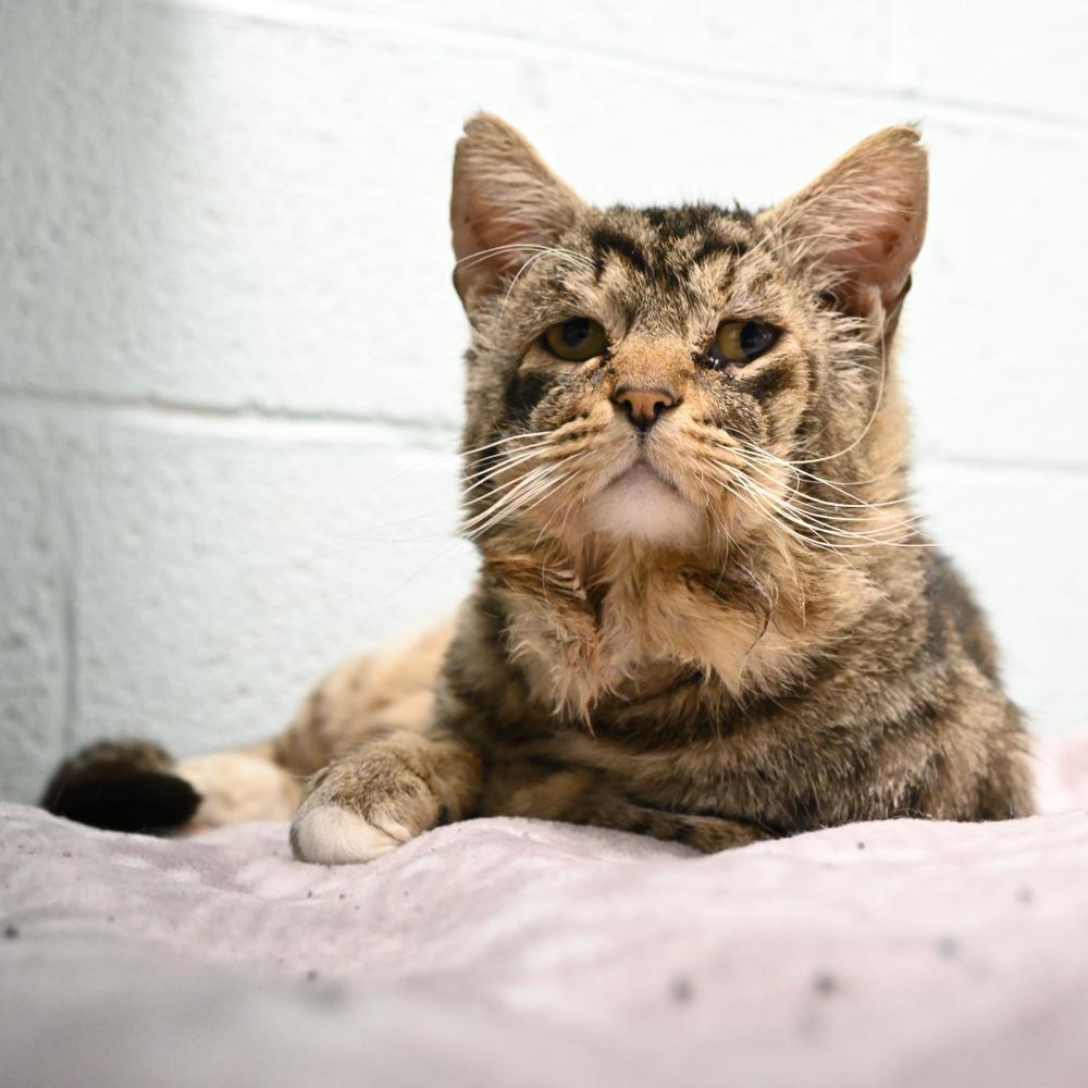 Enlarge Pippen, a Adoptable Domestic Short Hair in Mobile, AL image 5/5