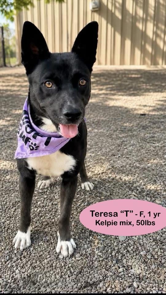 Enlarge Teresa, a Adoptable mixed breed in Thornton, CO image 3/6