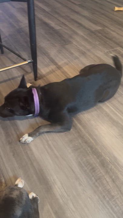 Enlarge Teresa, a Adoptable mixed breed in Thornton, CO video 4/6