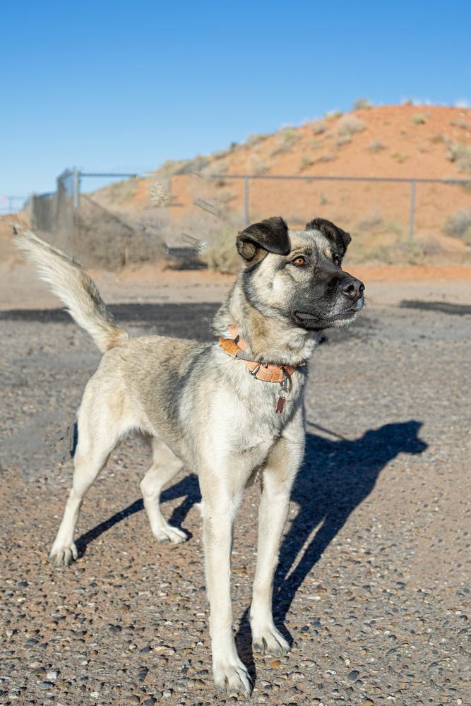 Enlarge Lima, a Adoptable mixed breed in Page, AZ image 1/4