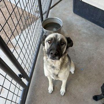 Enlarge Lima, a Adoptable mixed breed in Page, AZ image 2/4