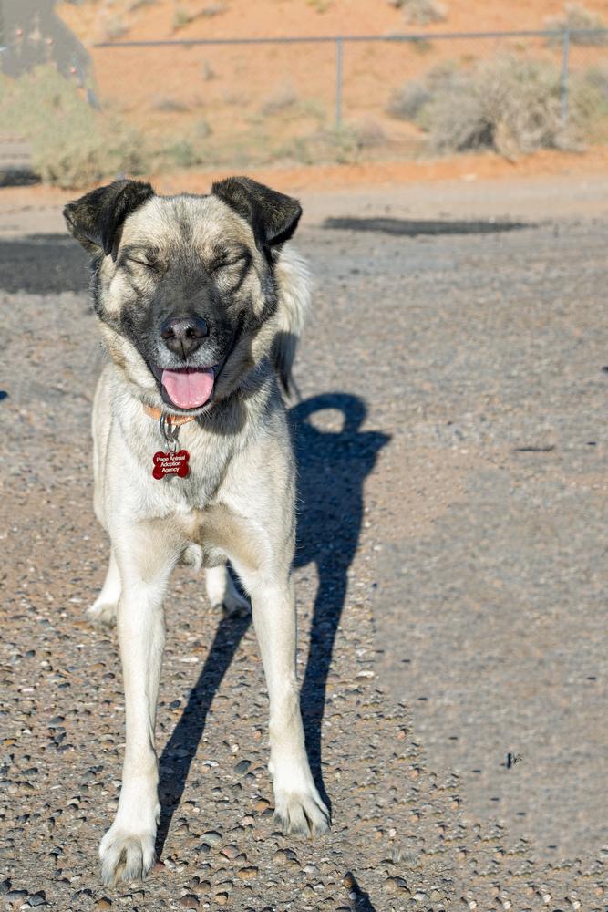 Enlarge Lima, a Adoptable mixed breed in Page, AZ image 3/4