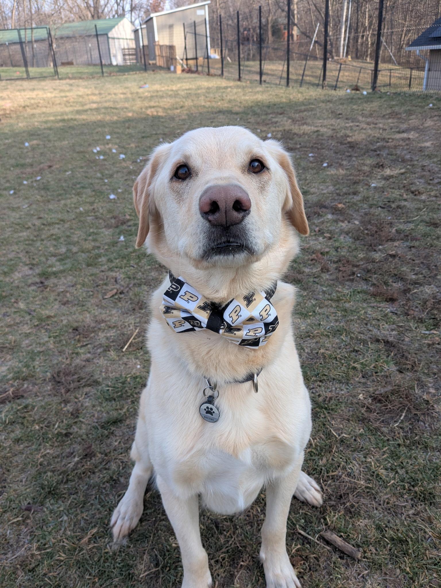 Butters, Adoptable, Adult Male Labrador Retriever.