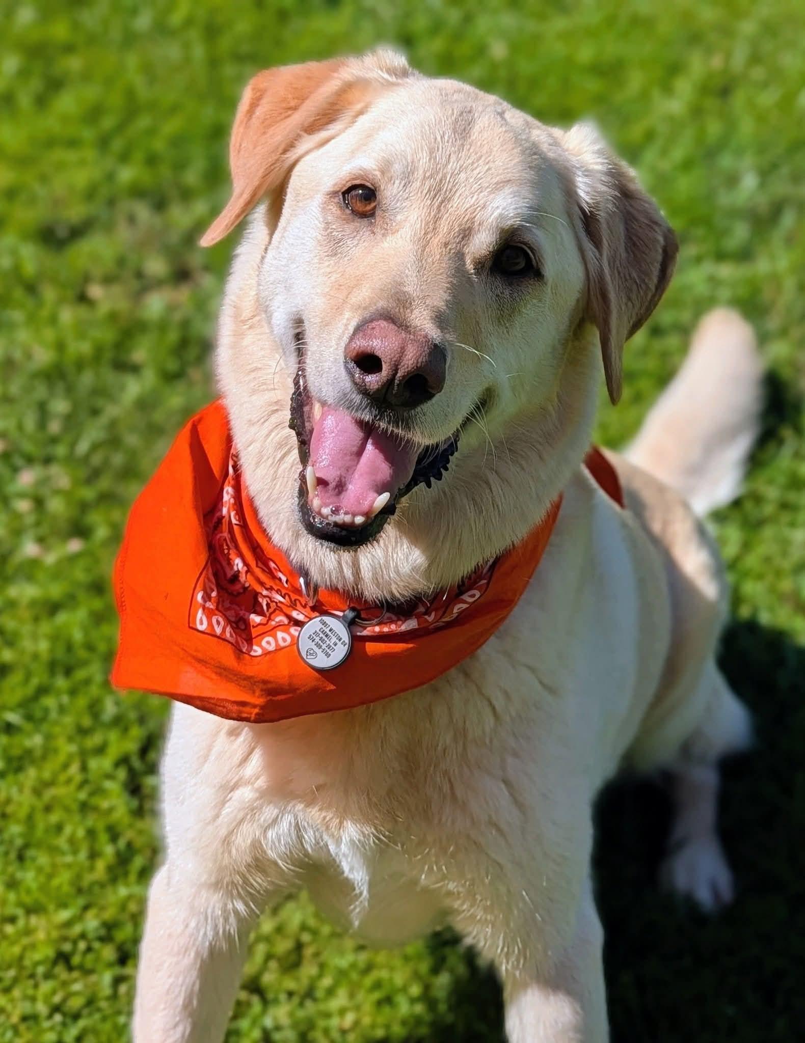 Enlarge Butters, a Adoptable Labrador Retriever in Indianapolis, IN image 2/5